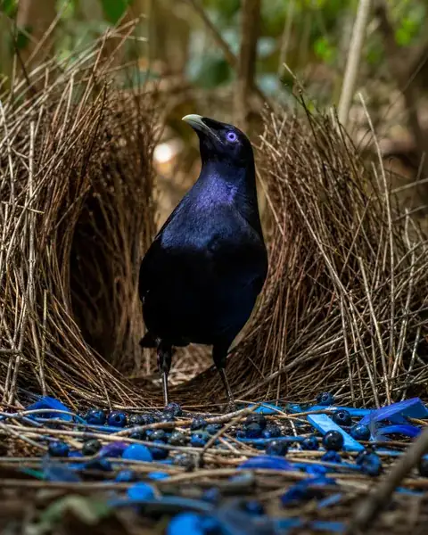 Le Jardinier Satiné — Ptilonorhynchus violaceus